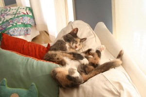 952630714_78043dc2c2_z