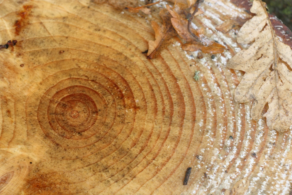 winter flowers tree sml 2014