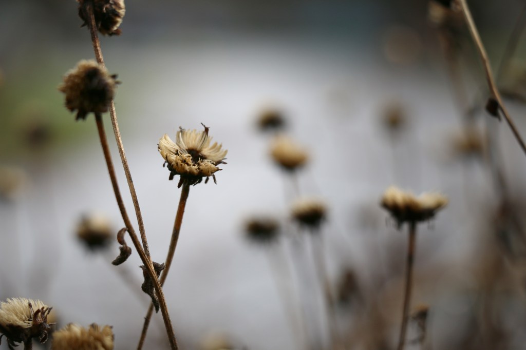 winter flowers2 2014