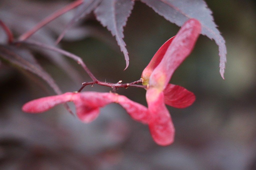 red maple 2