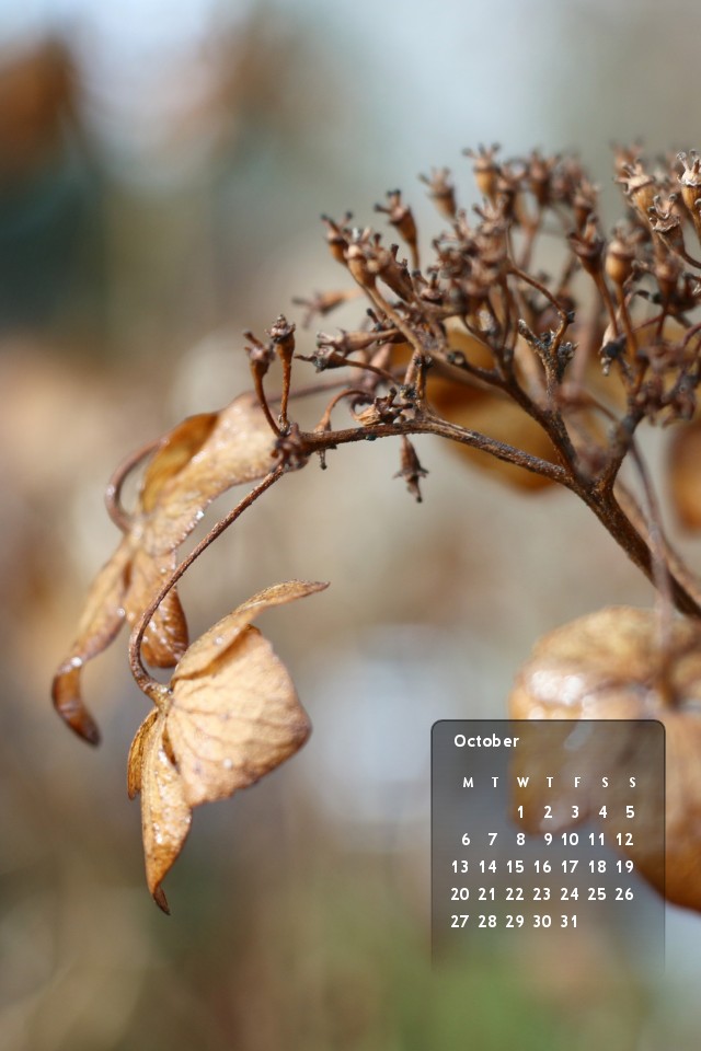 wallpaper26348b9b24cba1aeb5ac444fb7f3889eee801f14