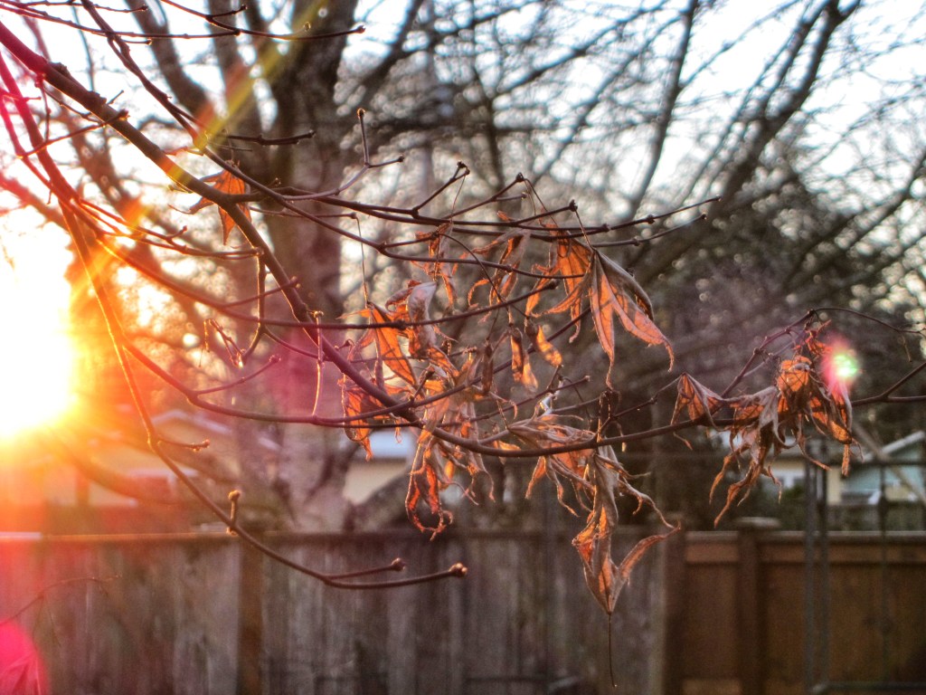 winter sunrise