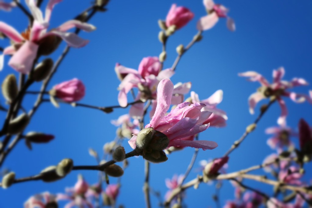 Image 3-13-15 at 10.50 PM