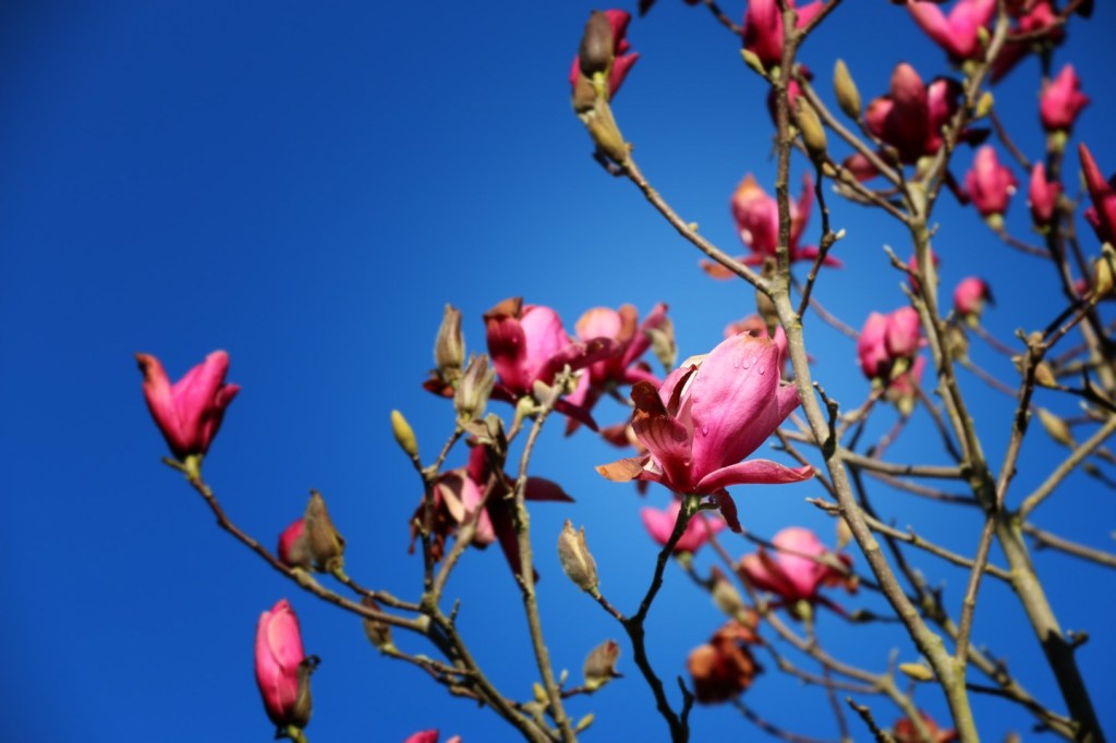 Image 3-13-15 at 10.55 PM