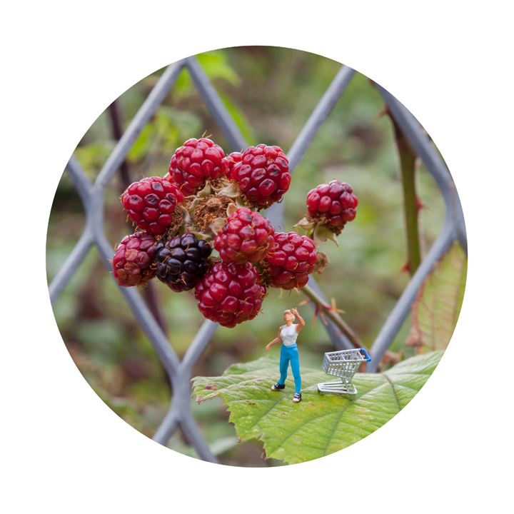 Foraging-1_LowRes72dpi